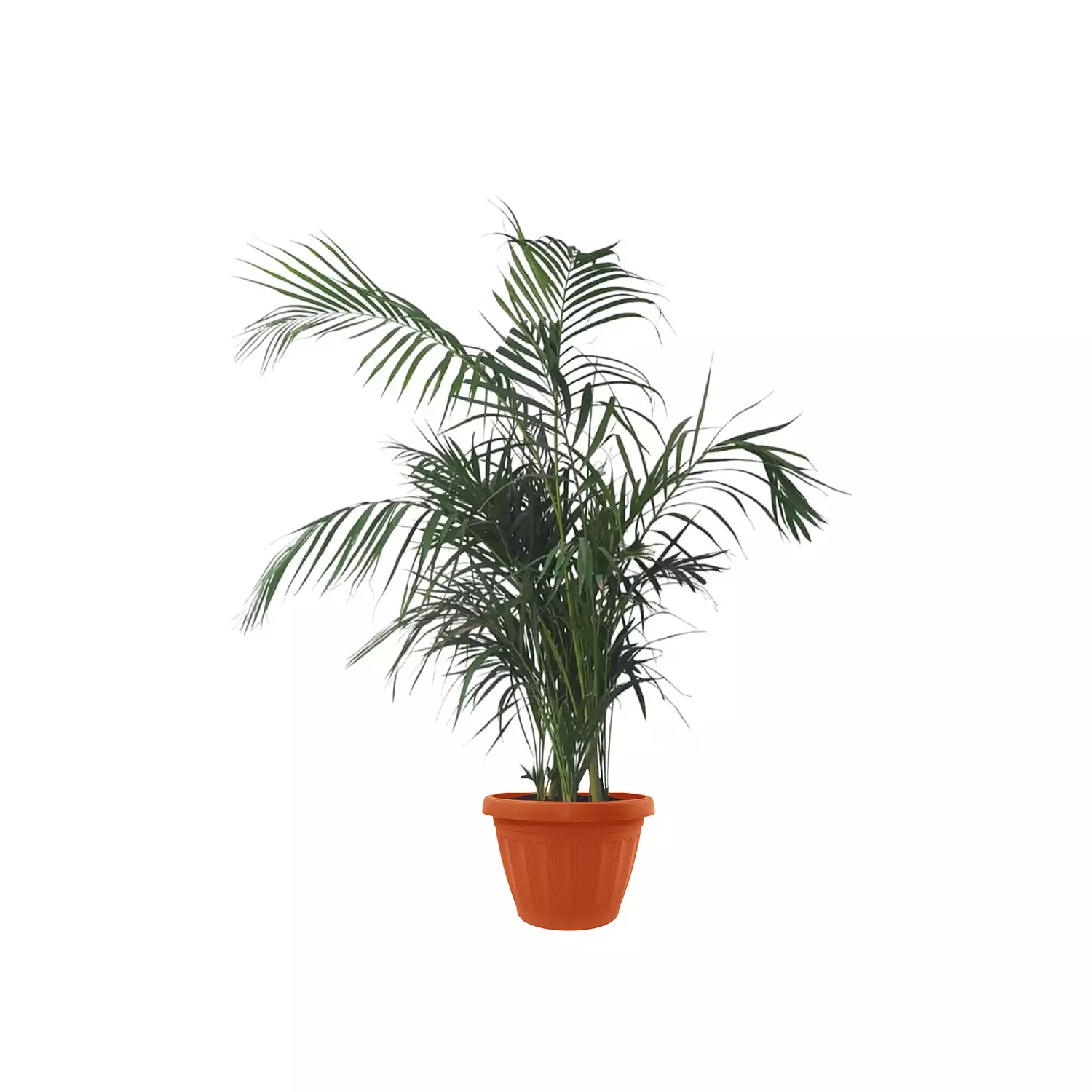 Areca Palm  7