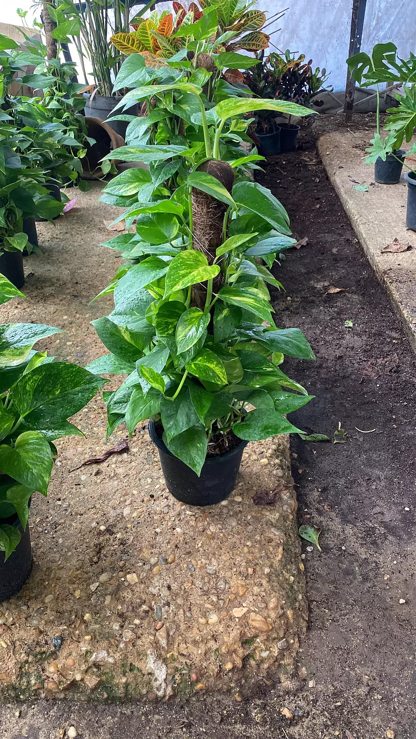 Large Golden Pothos