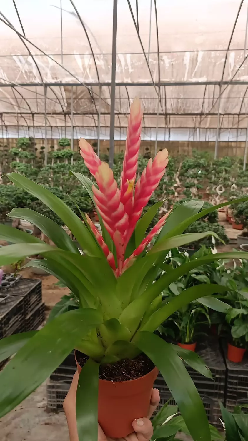 Vriesea Carinata image