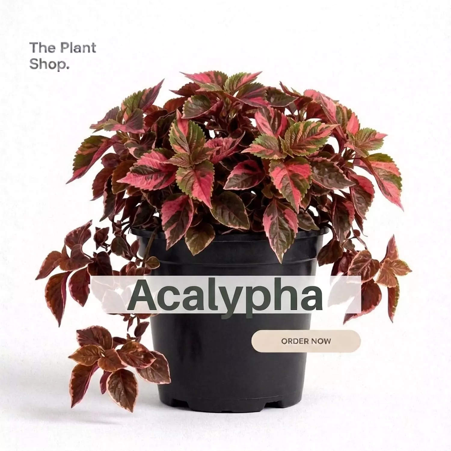 Copper Leaf) Acalypha) image