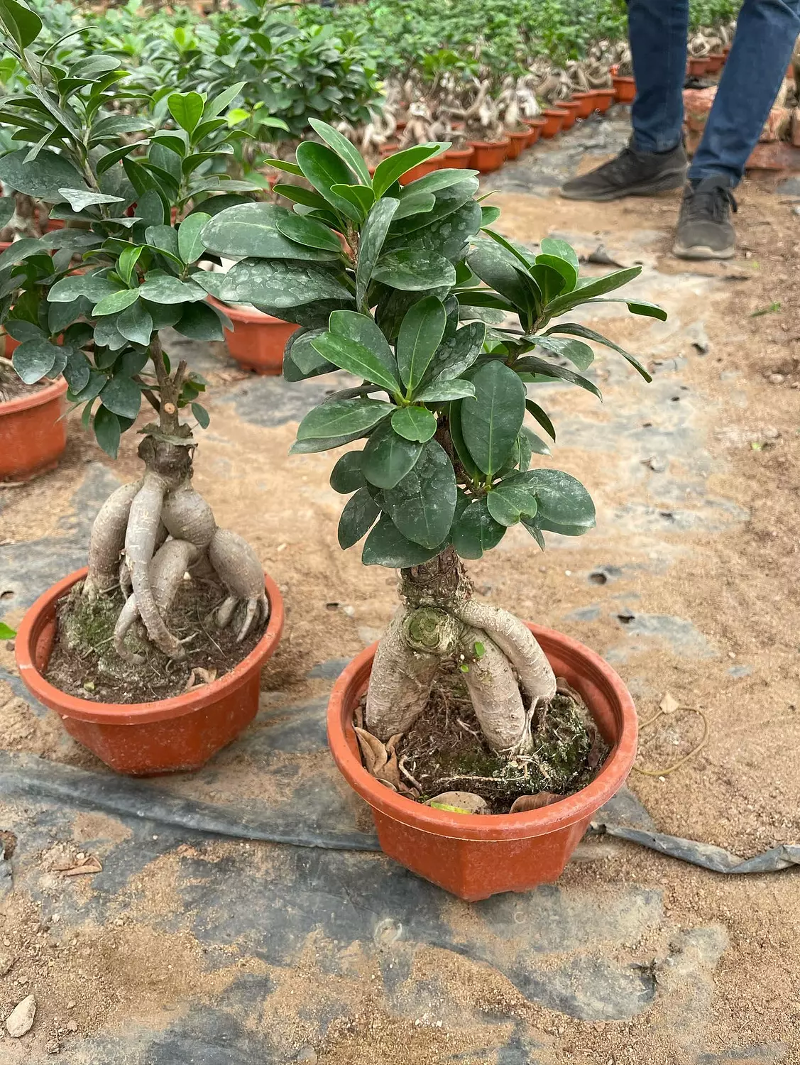 Ginseng Ficus Bonsai 2