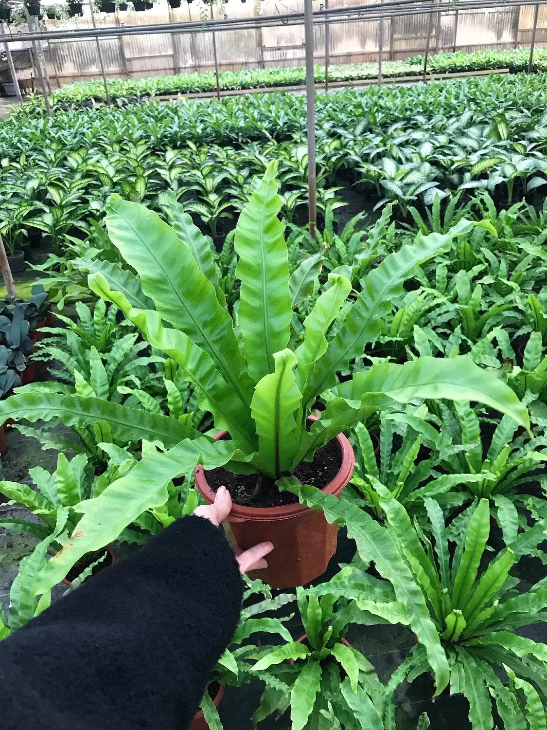 Asplenium Nidus  image