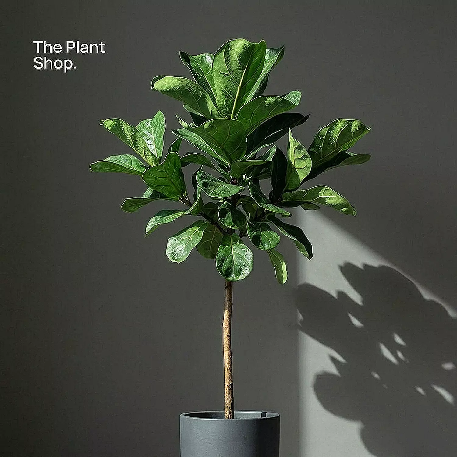 Fiddle Leaf Fig hover image