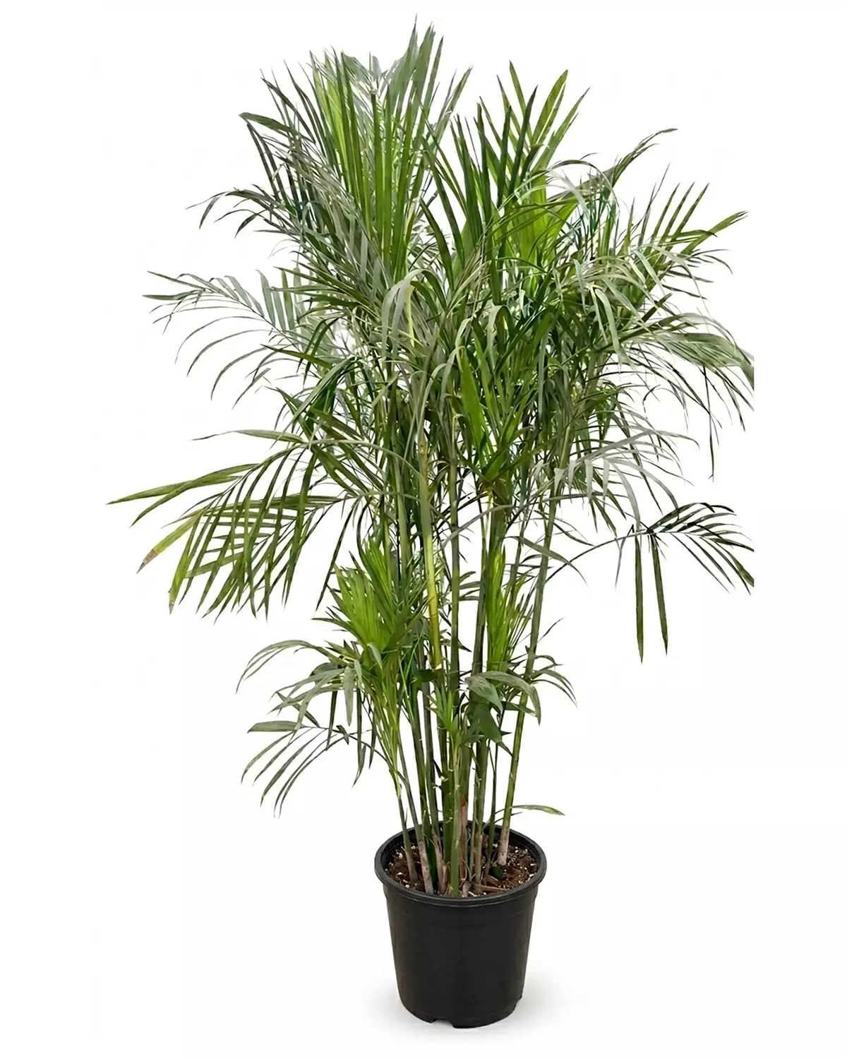 Chamaedorea Elegans hover image