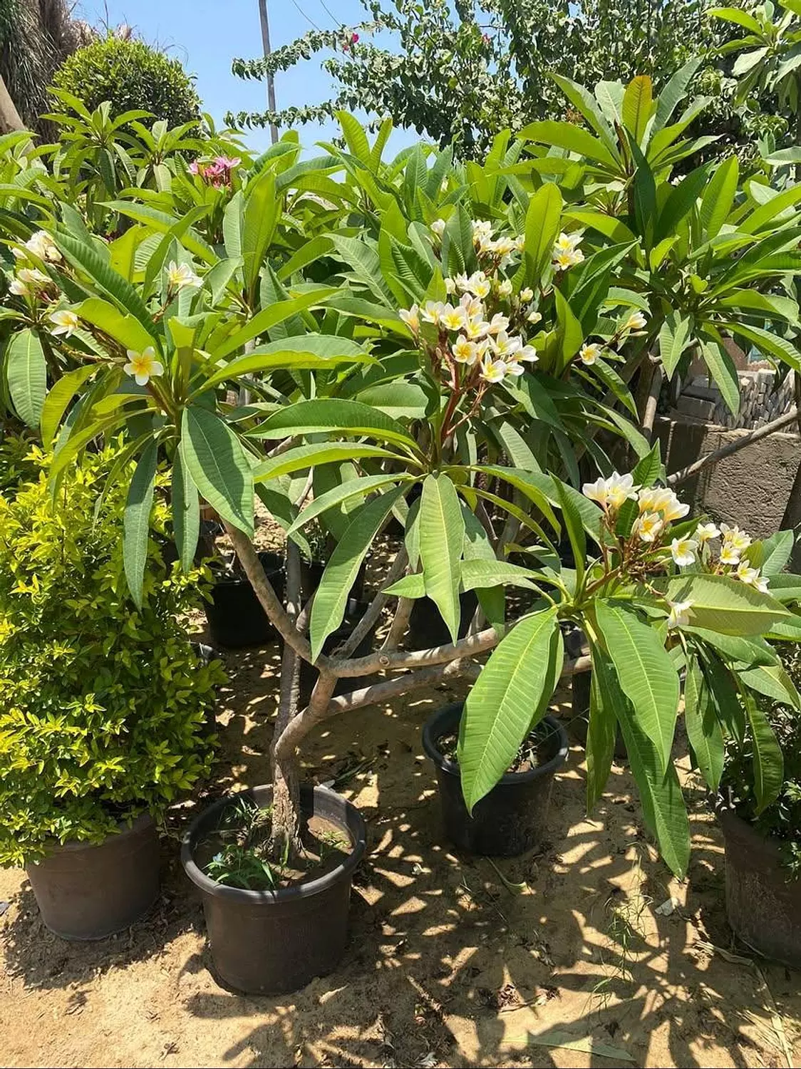 Indian jasmine  image
