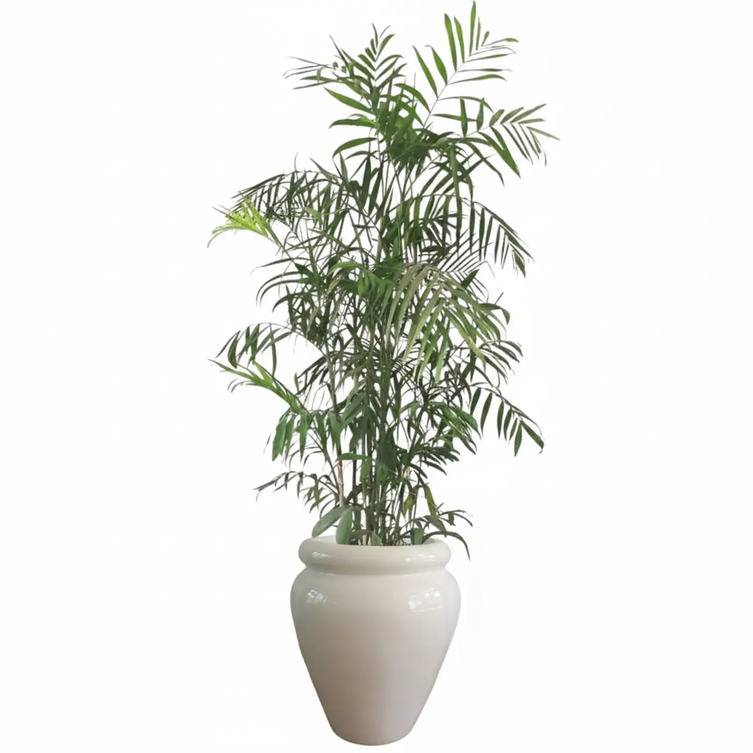 Bamboo palm image