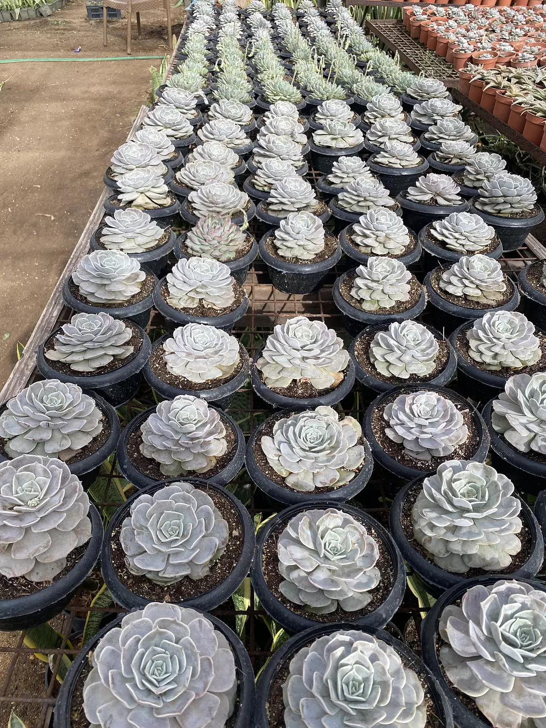 Jumbo Echeverias ( 4) 2