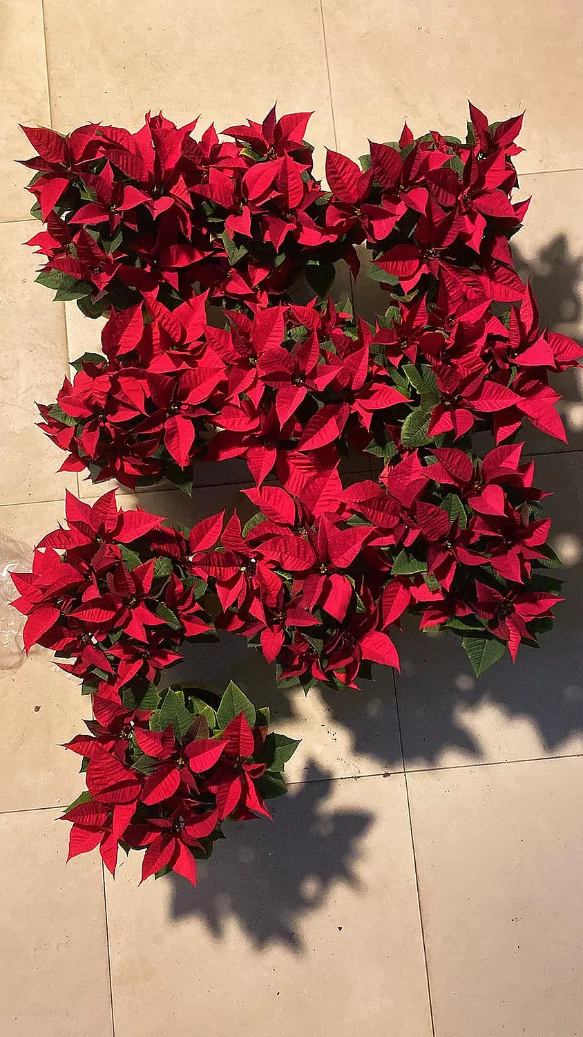 Poinsettia 3