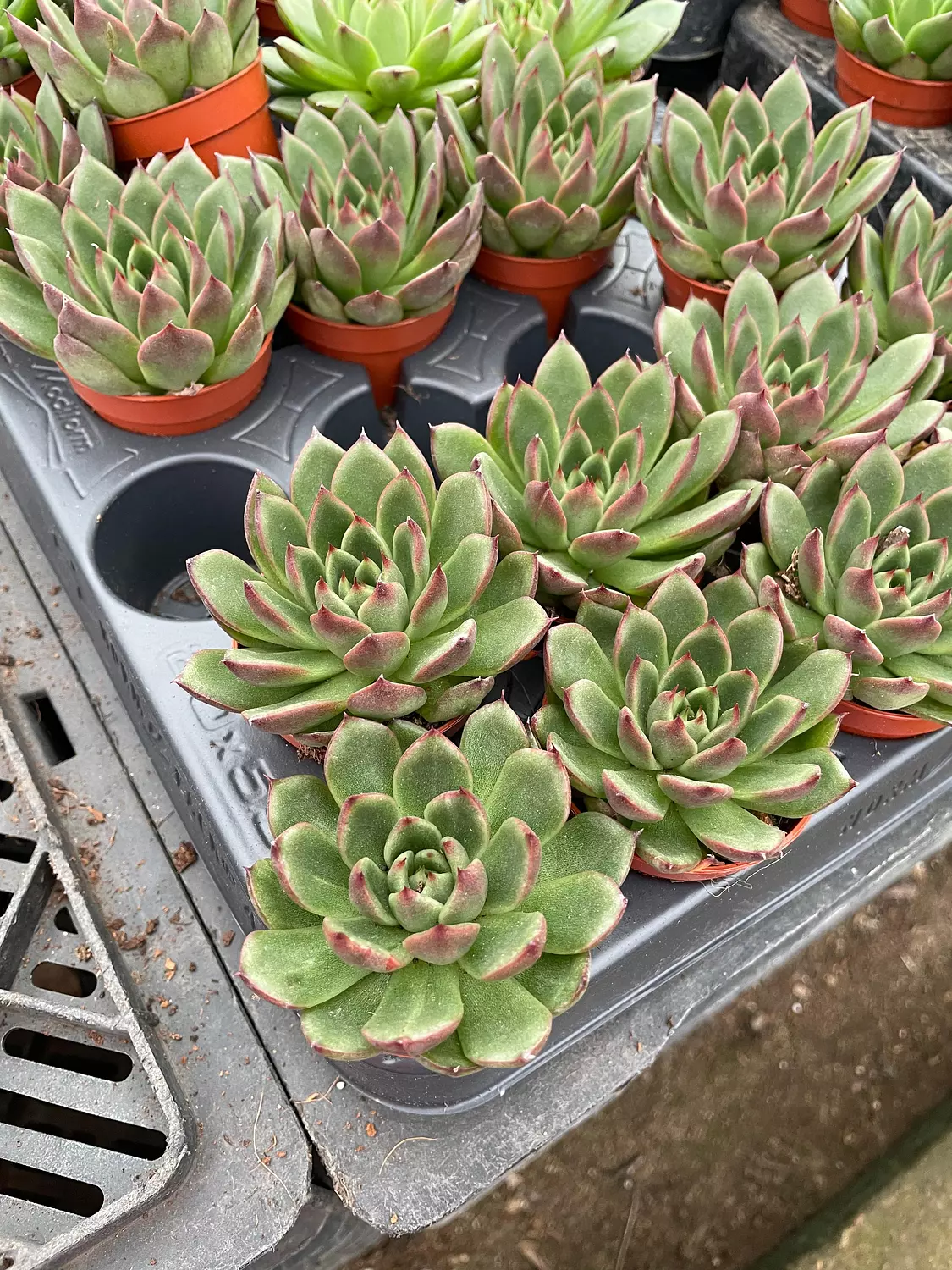 Echeverias Cactus - Shape 5 1