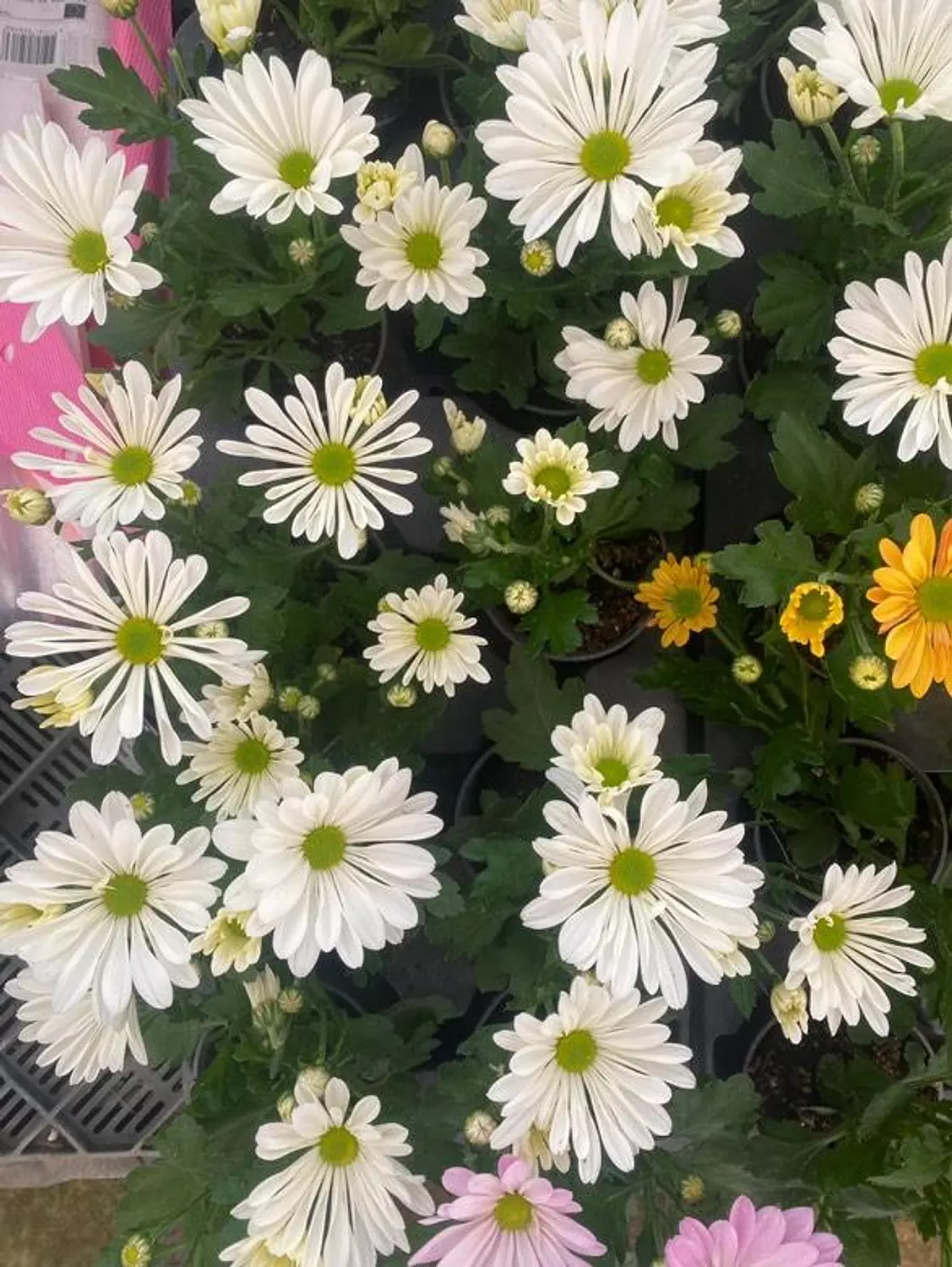 Chrysanthemum  7