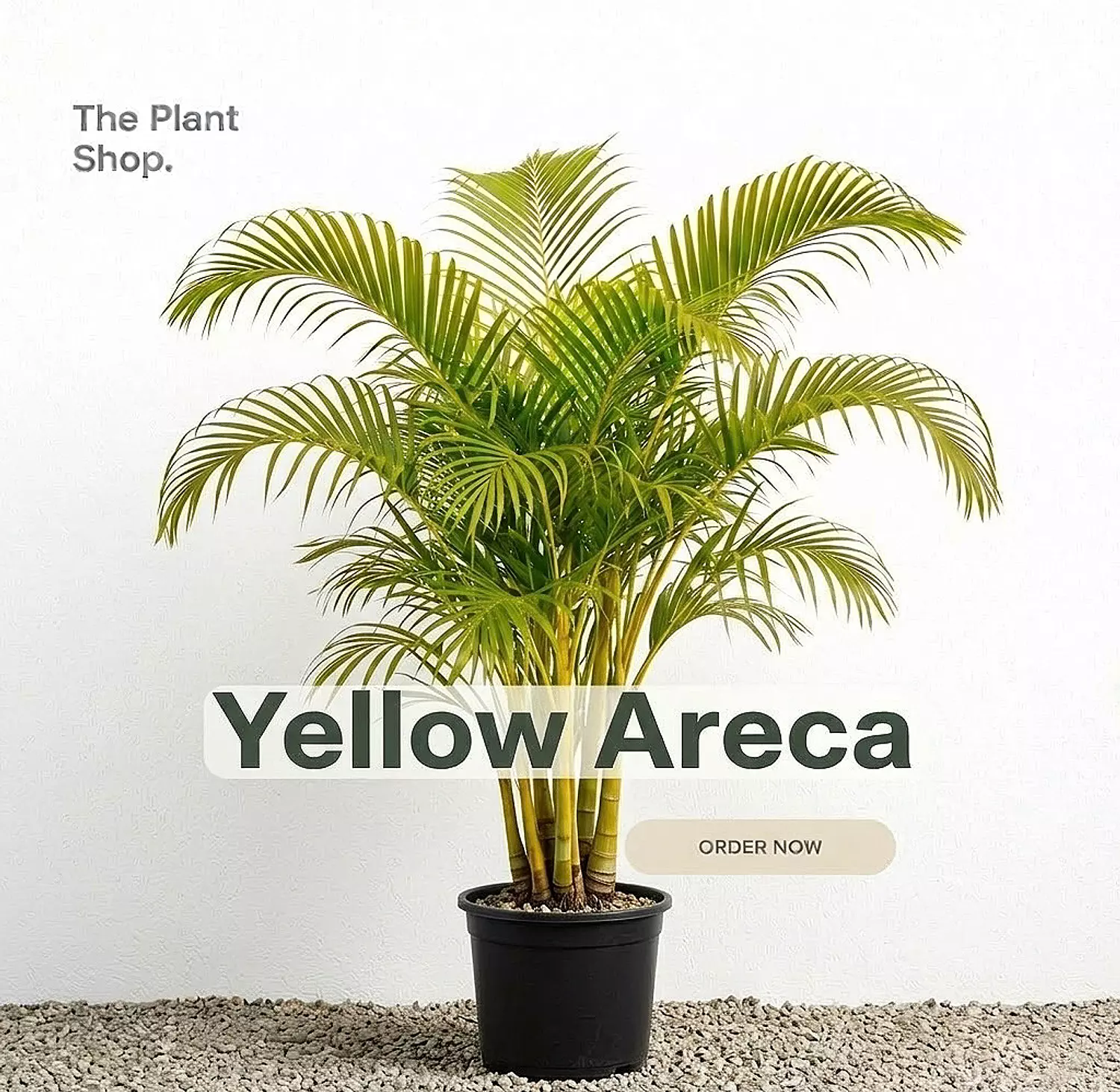 Yellow Areca outdoor image