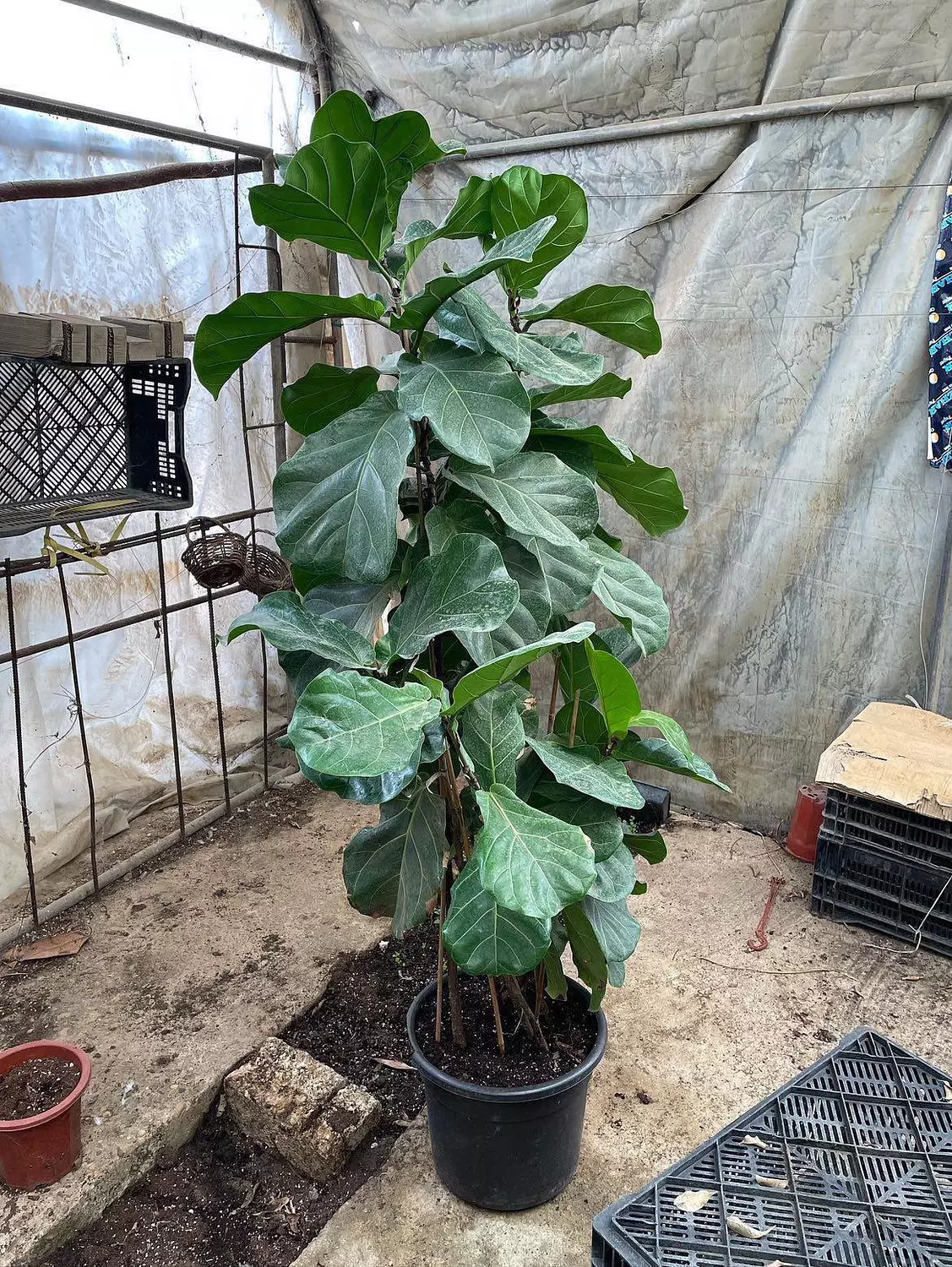 Fiddle Leaf Fig 9
