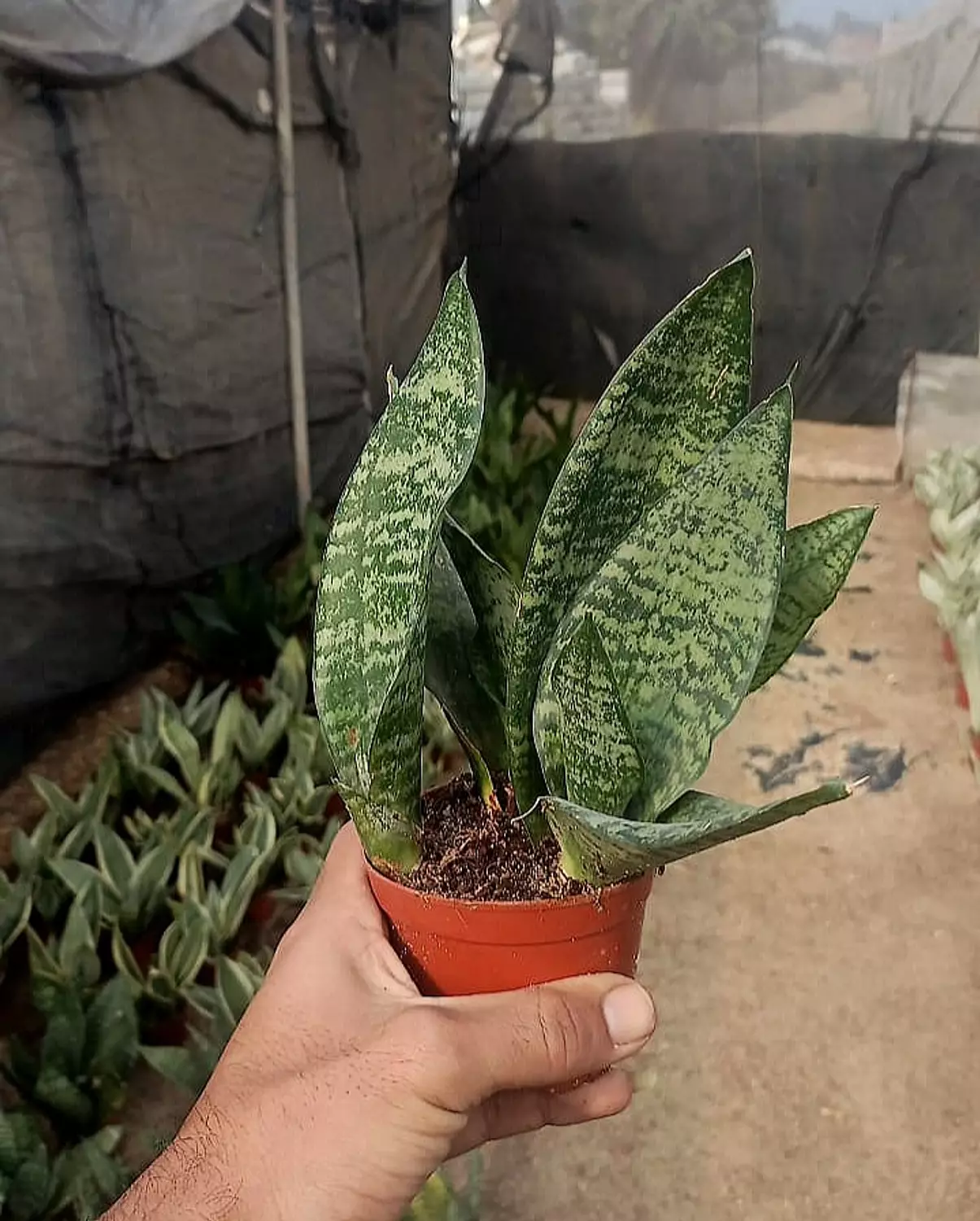 Green Snake Plant  4