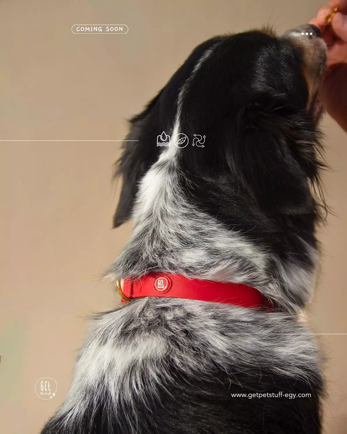 Essential Dog Collar image