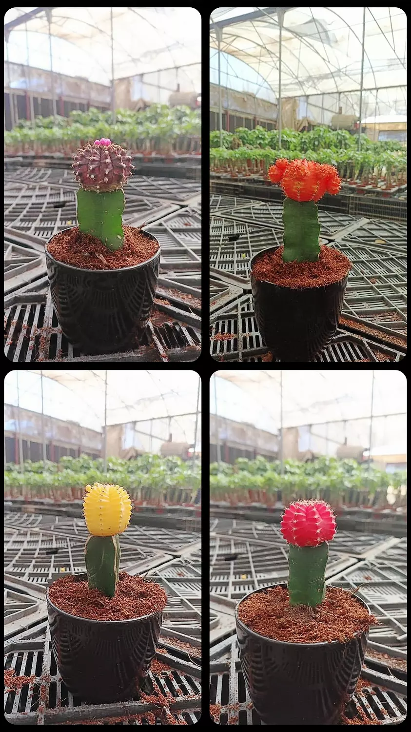 Neon Cactus 2