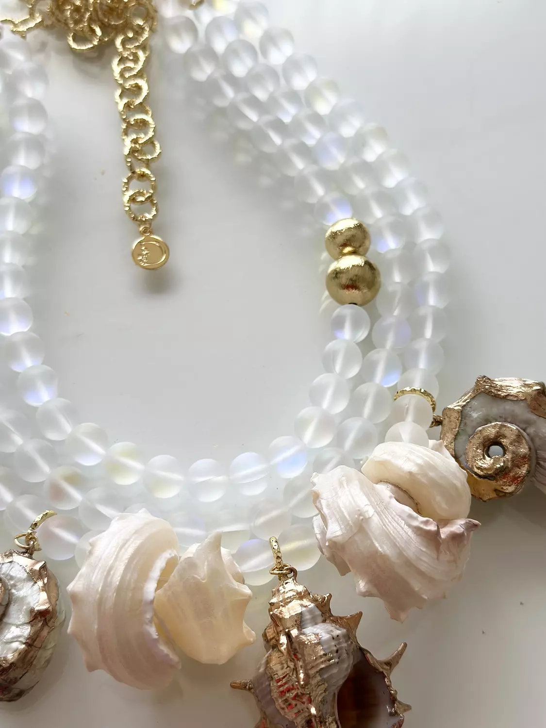 Seashells  4