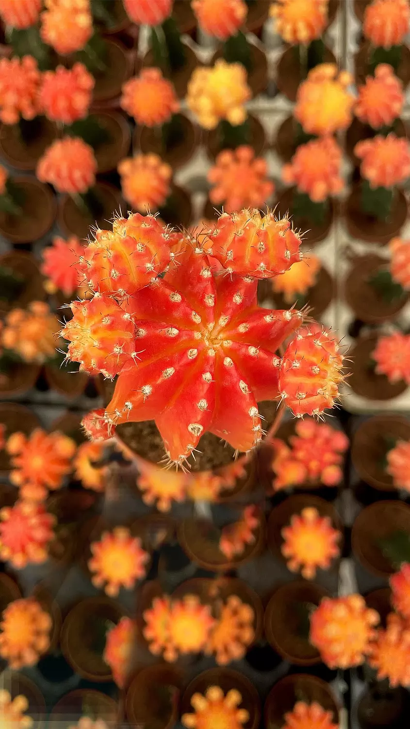 Neon Cactus 3