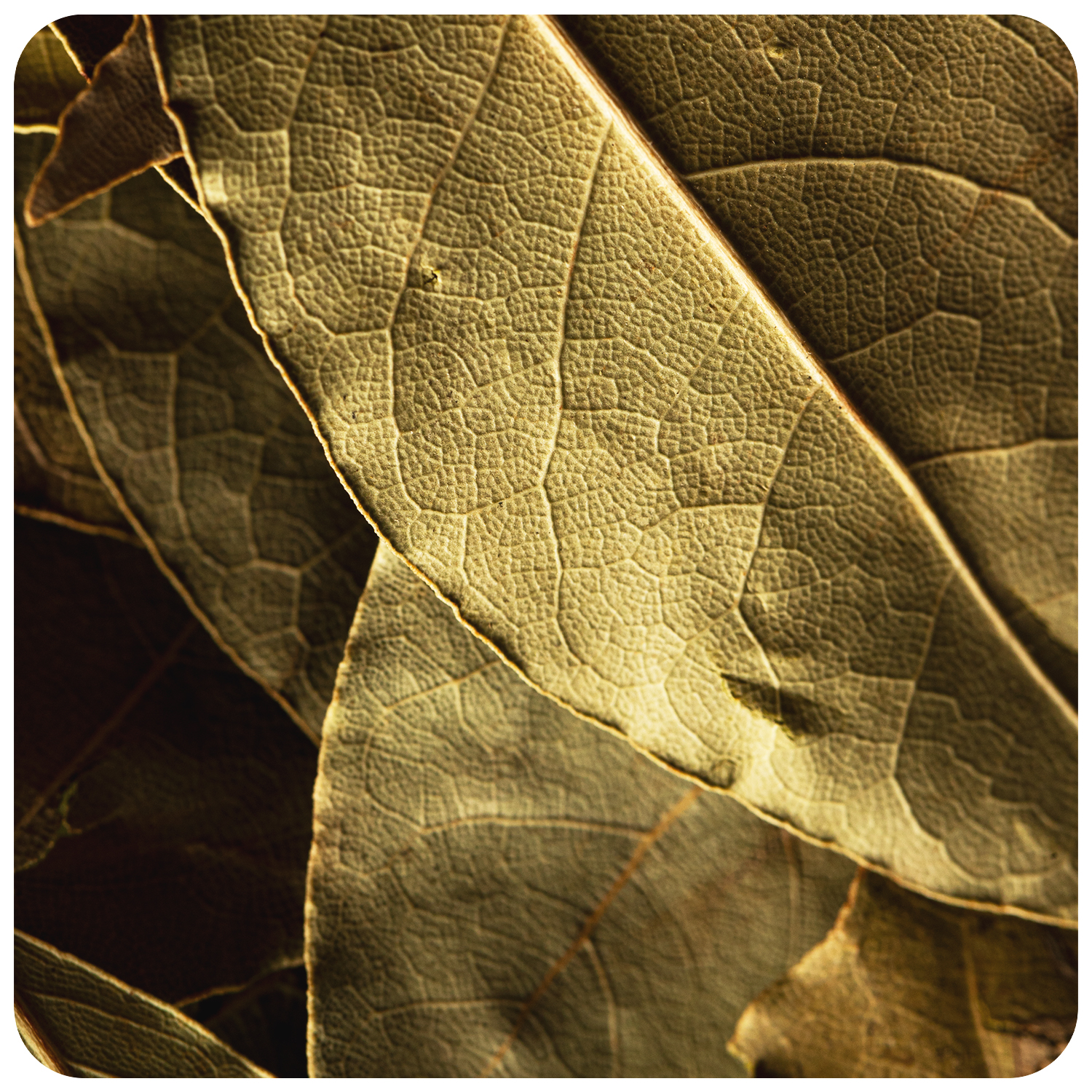 Bay Leaves (40 gm) 2