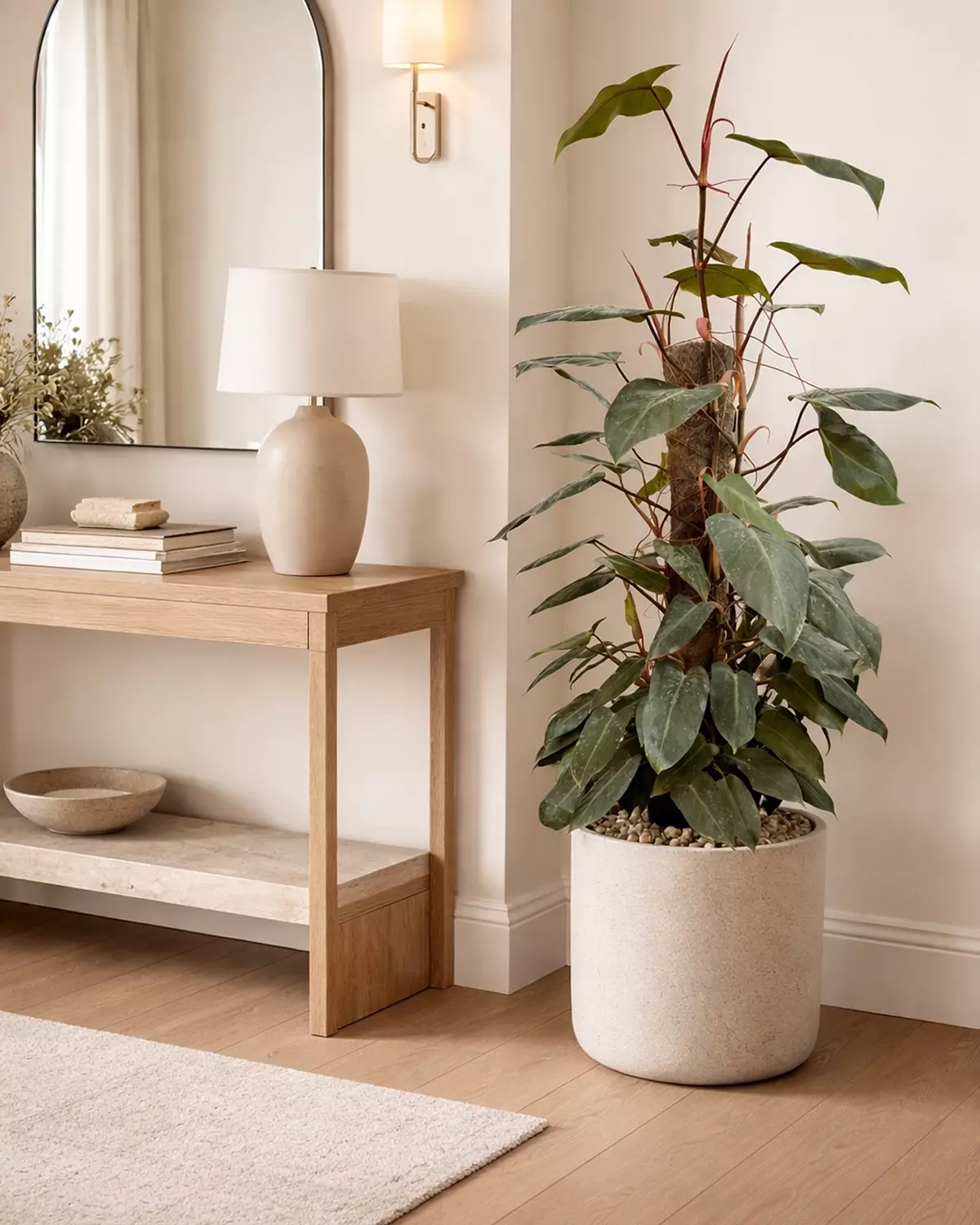 Philodendron Erubescens image