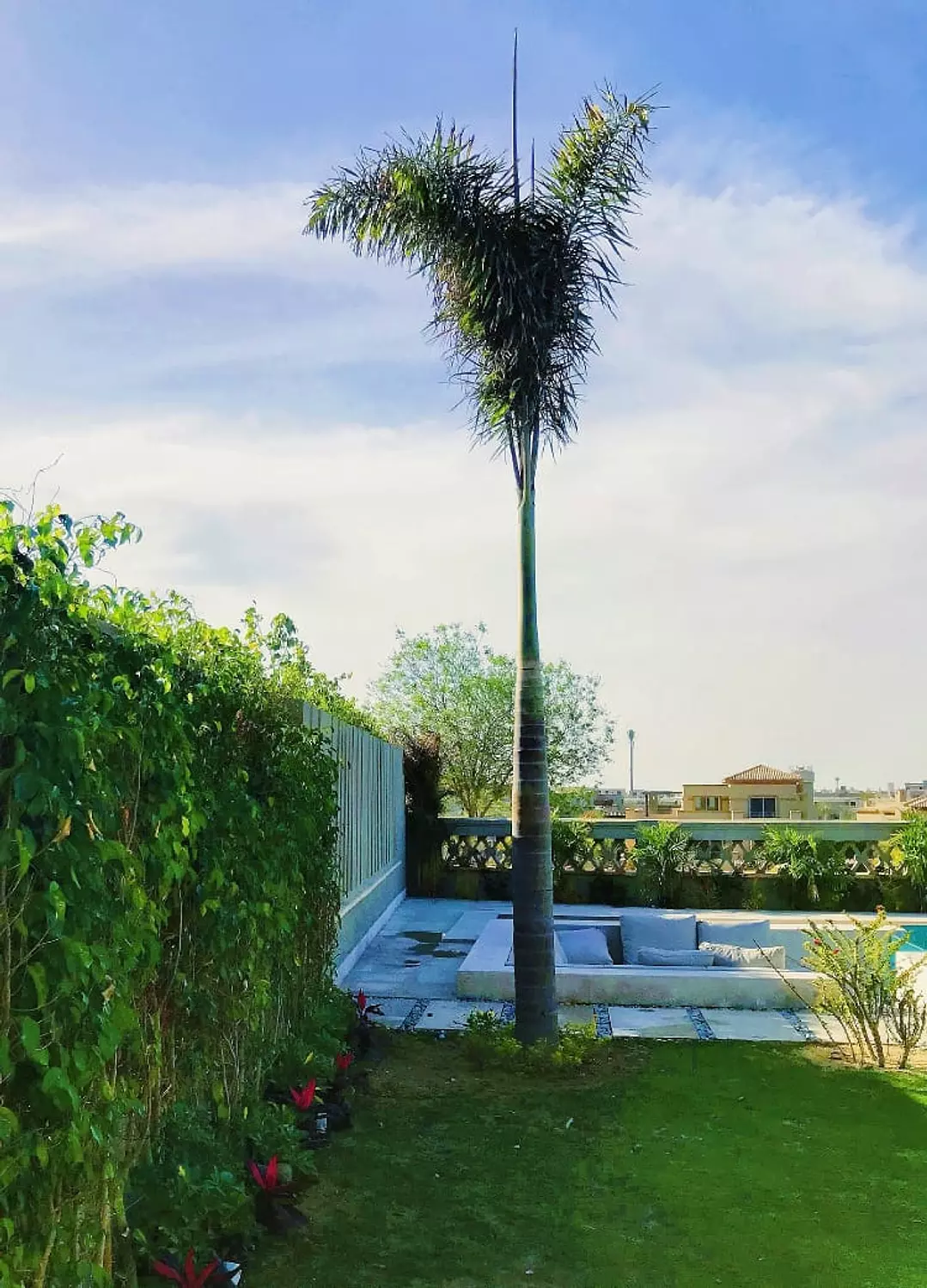 FoxTail Palm 1