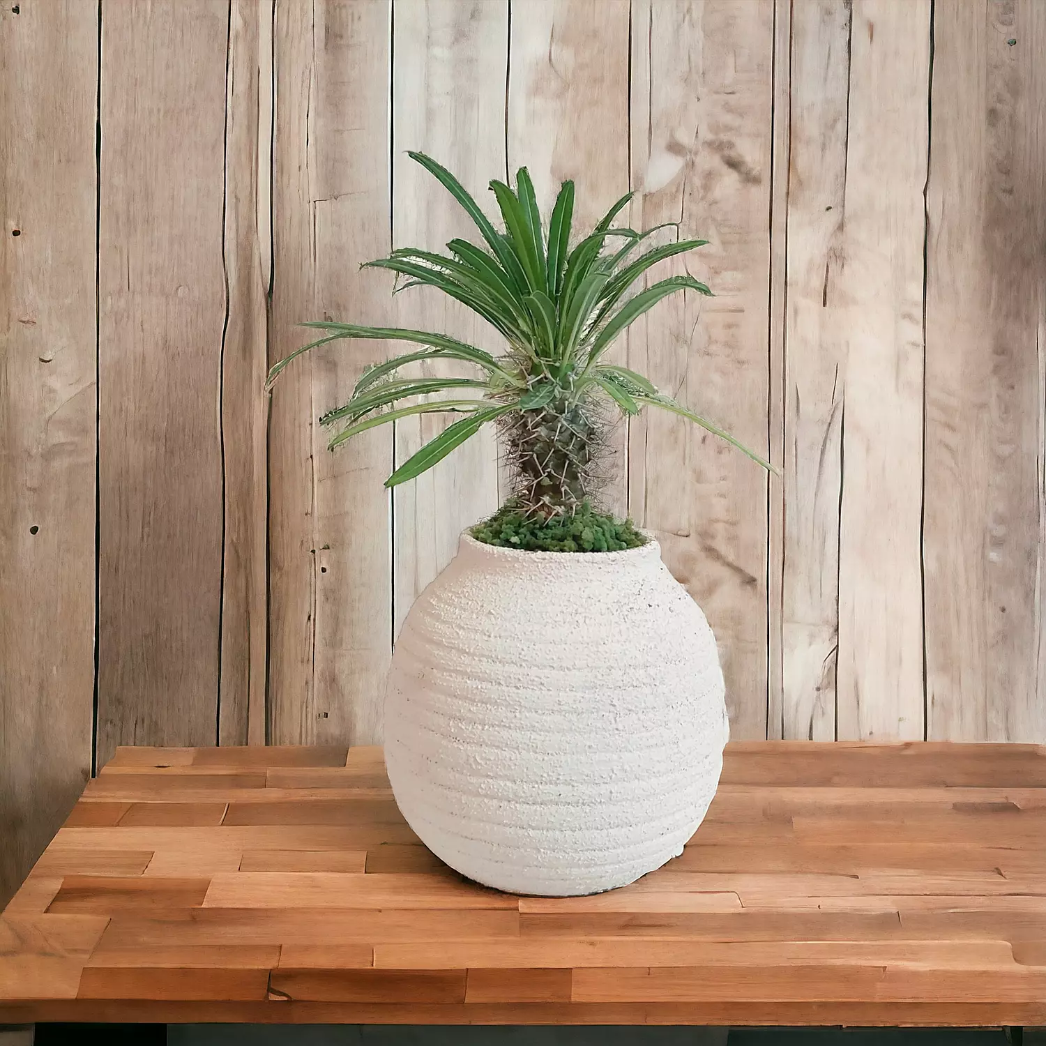 Madagascar Palm-2nd-img