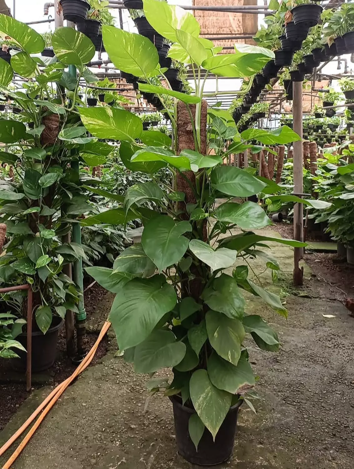 Giant Golden Pothos  3