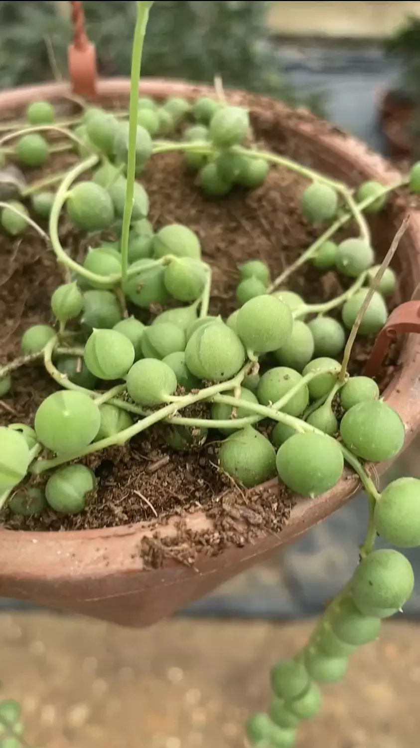 Hanging String Of Pearls hover image