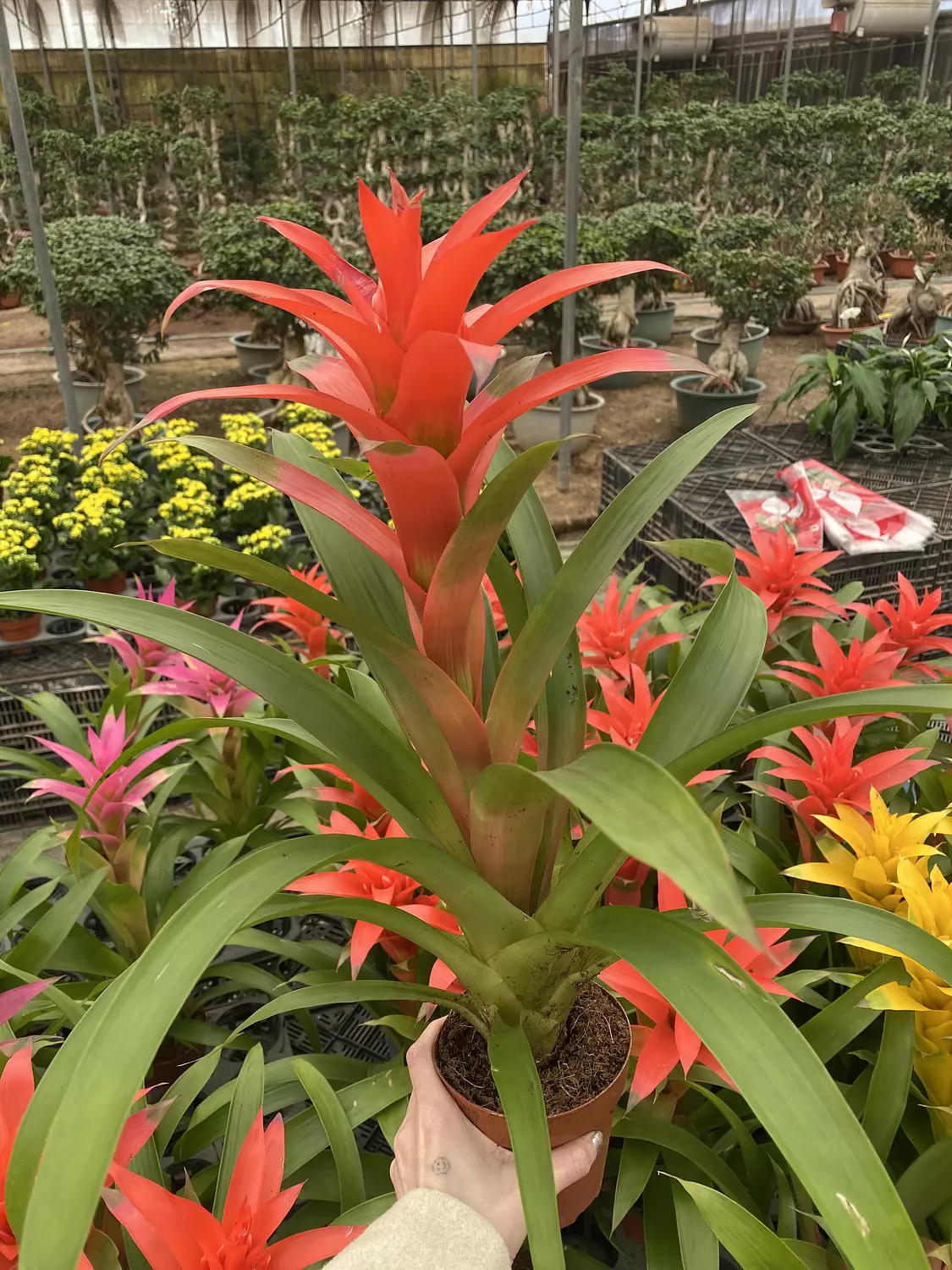 Guzmania 3