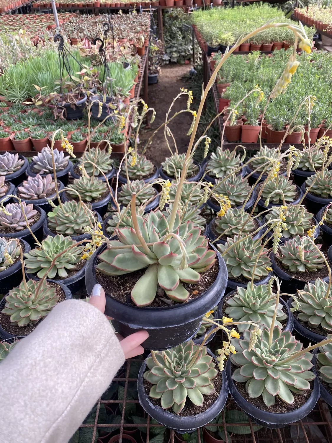 Jumbo Echeverias (2) 1