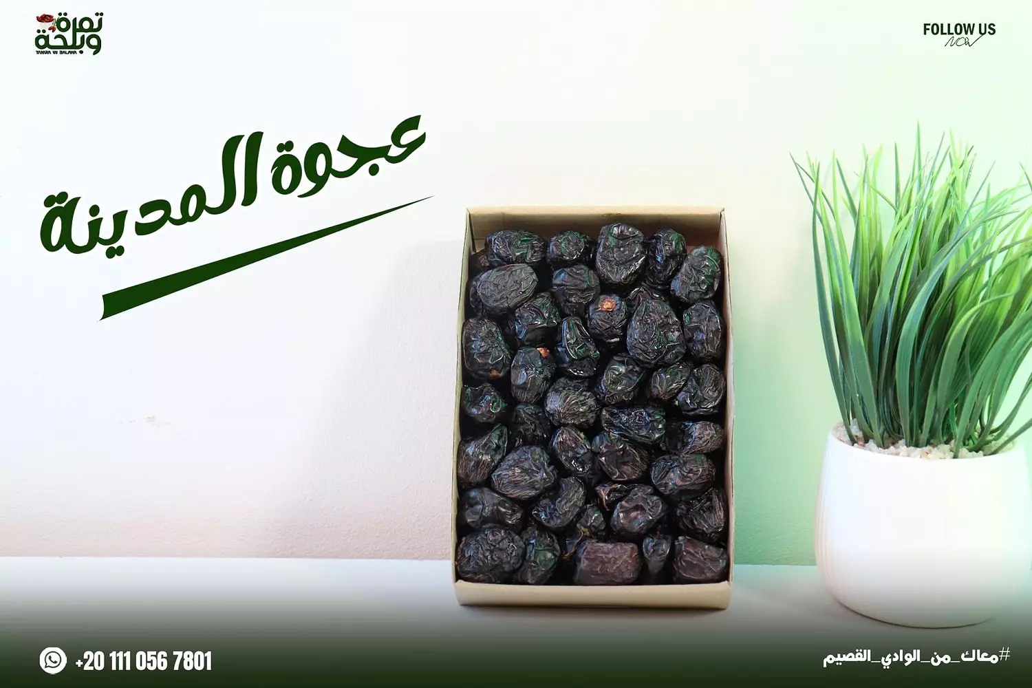 عجوة المدينة  image