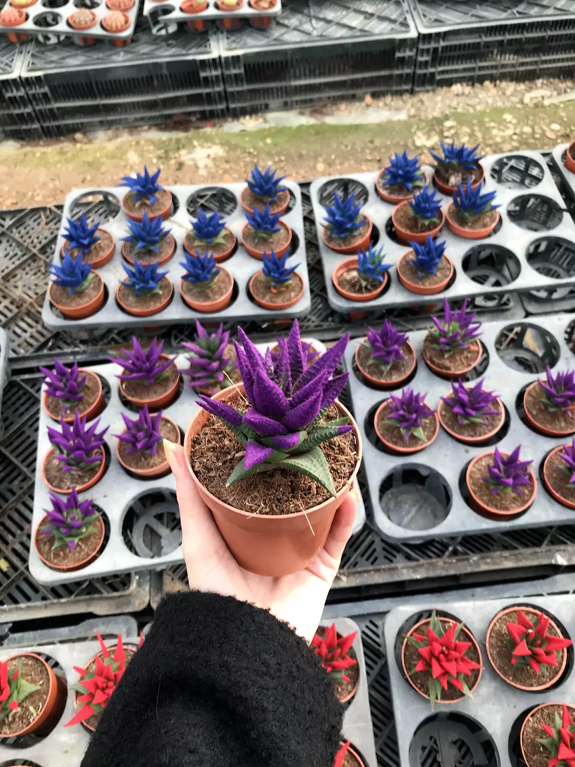 Color Cactus  hover image