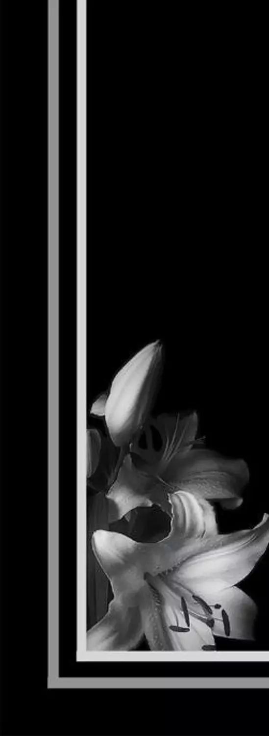 White lily on black  1