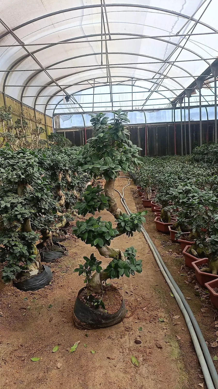 S Shape Bonsai Tree 9