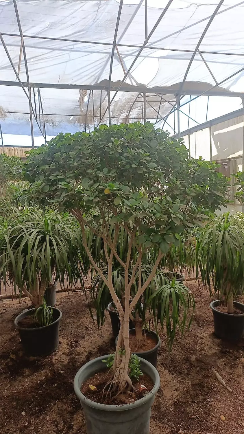 Ficus Panda 1