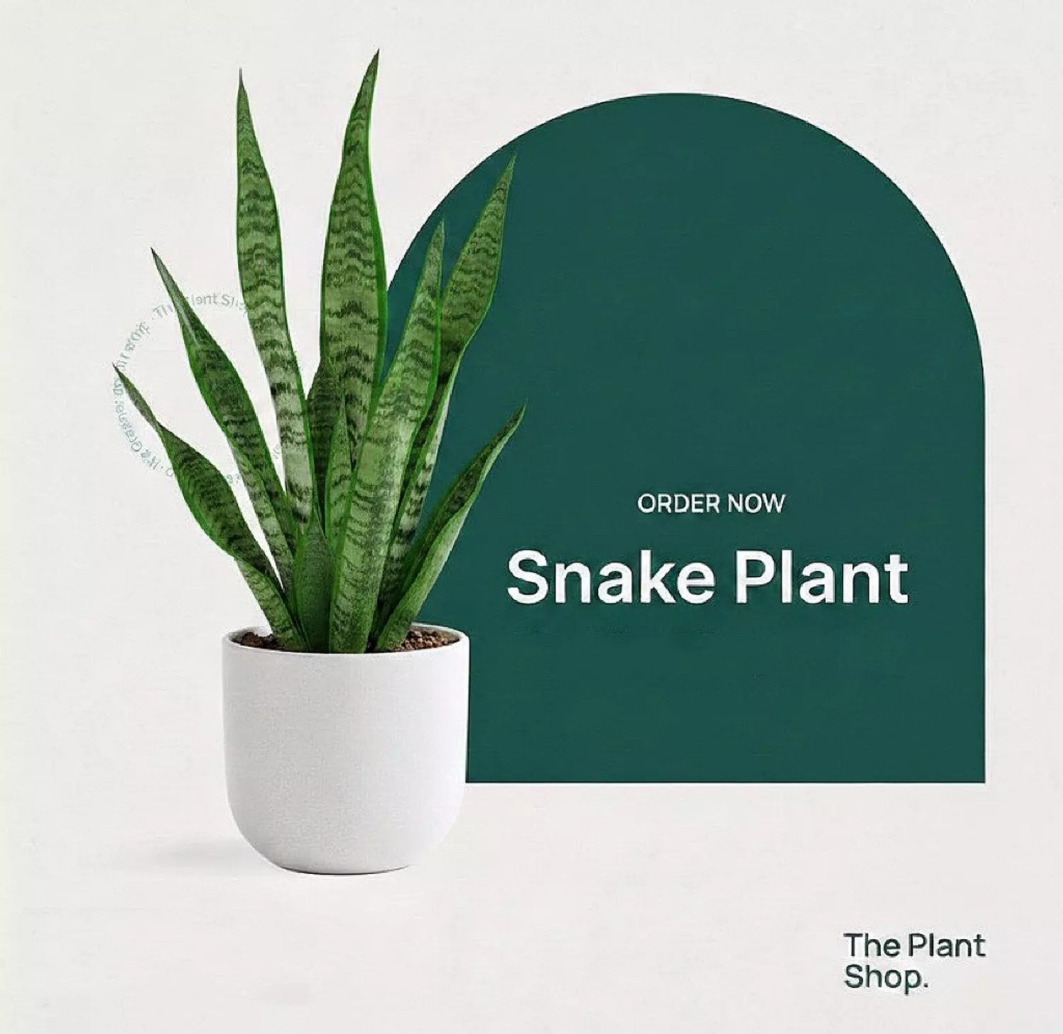 Green Snake Plant  image
