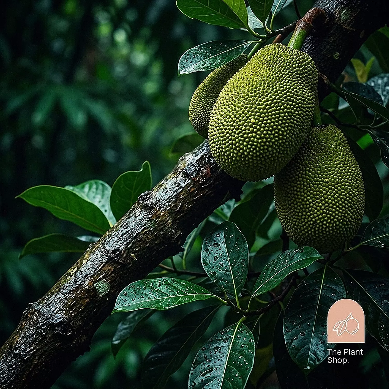  Jack Fruit image