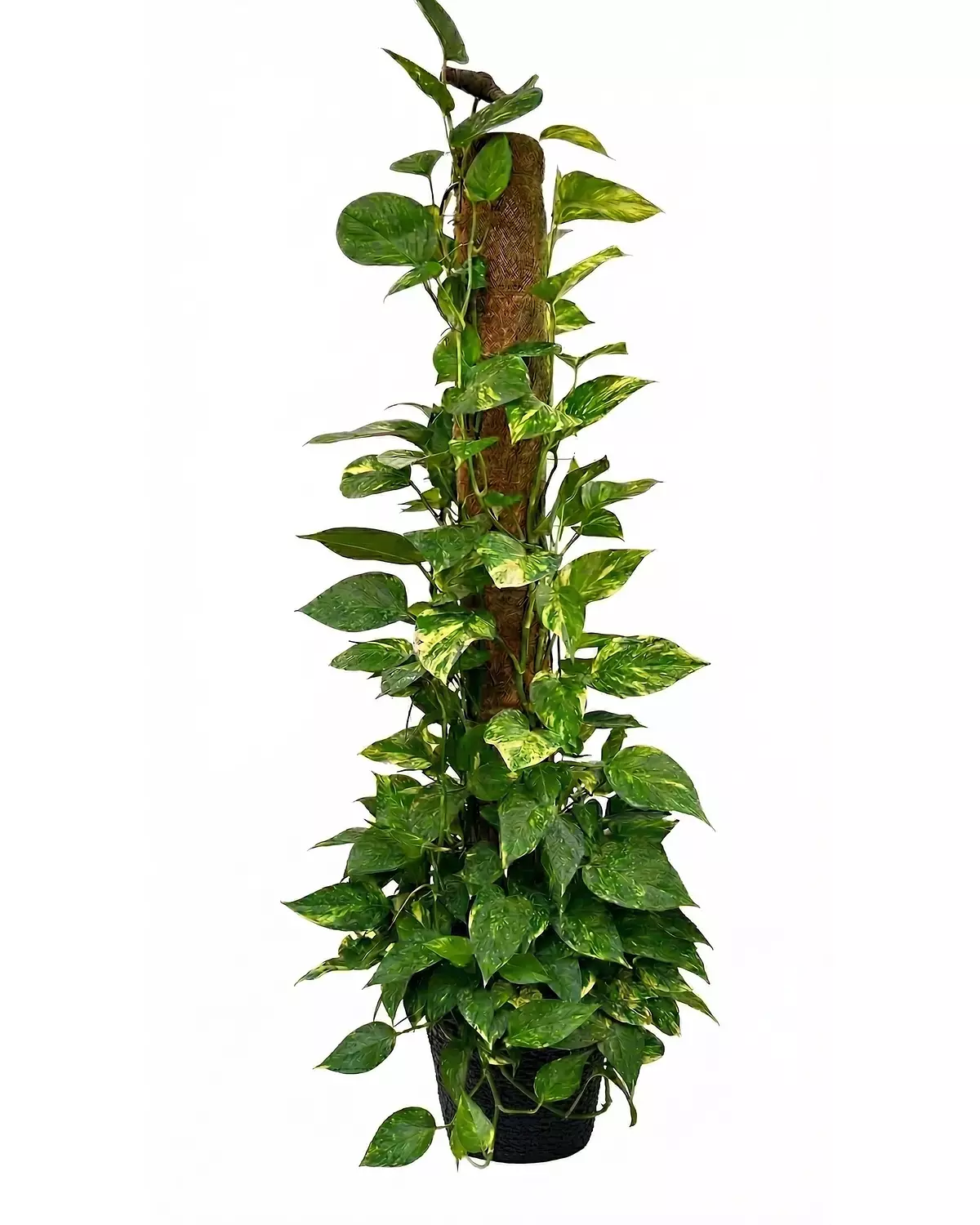 Golden Pothos (Stick) hover image