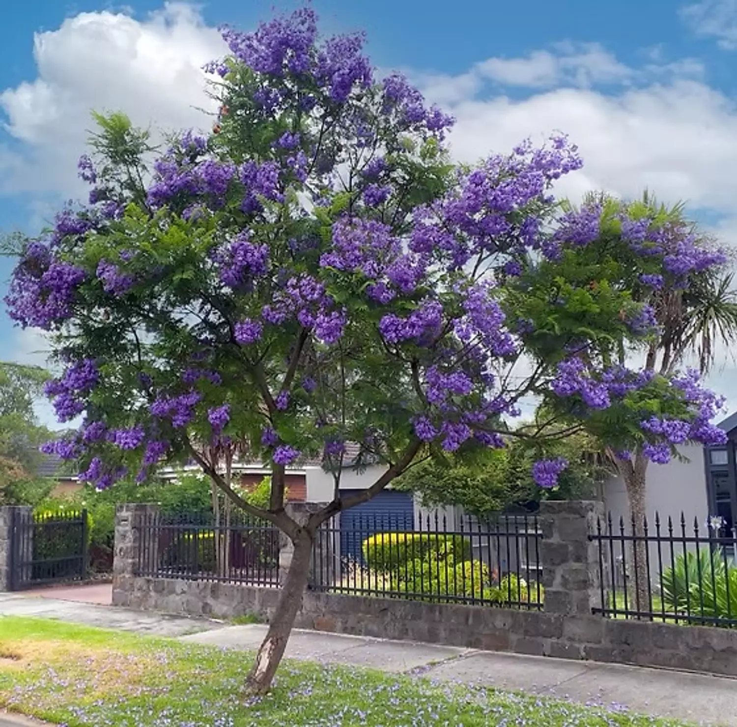 Blue Jacaranda Tree hover image
