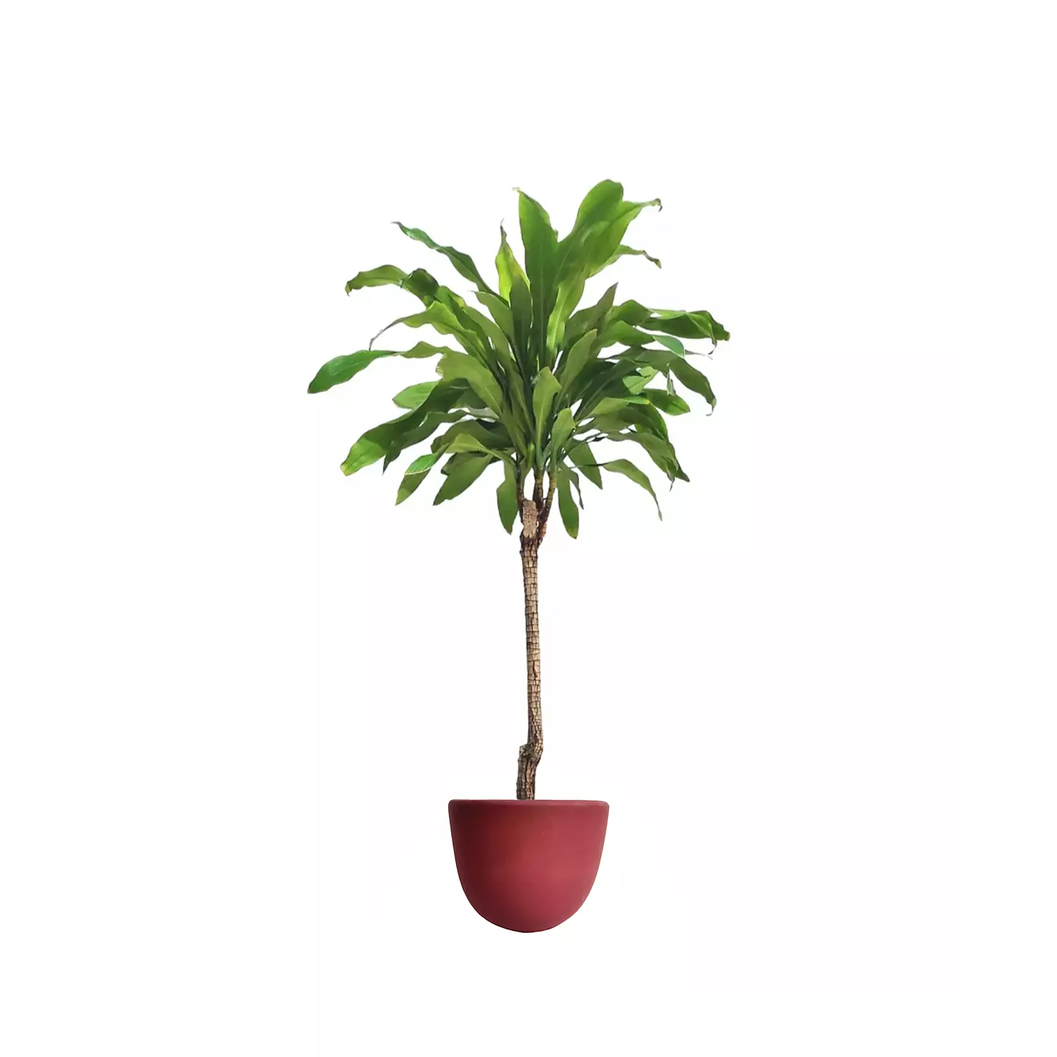 Dracaena fragrans 14