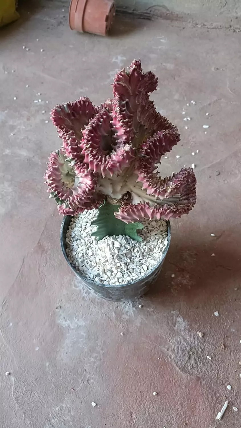 Coral Cactus 9