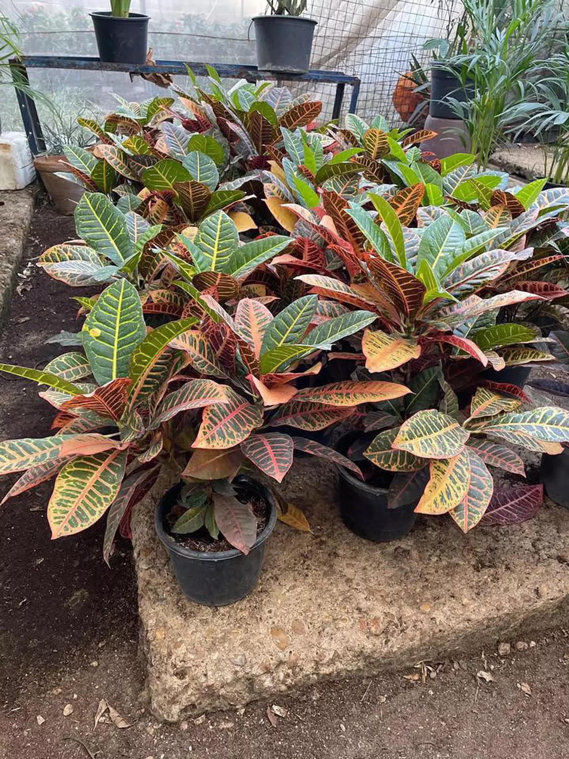 Crotons 4