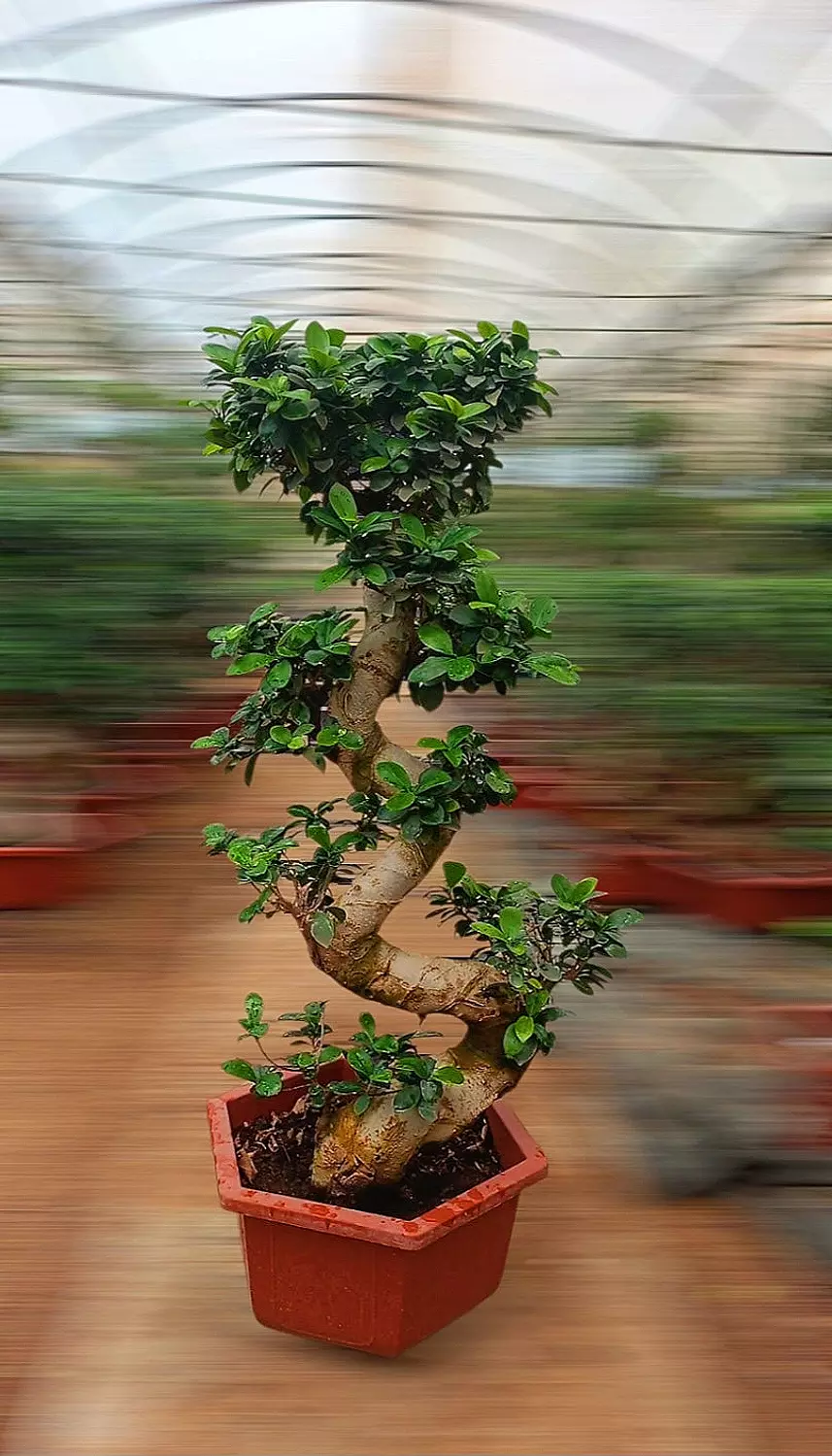 S Shape Bonsai Tree 1