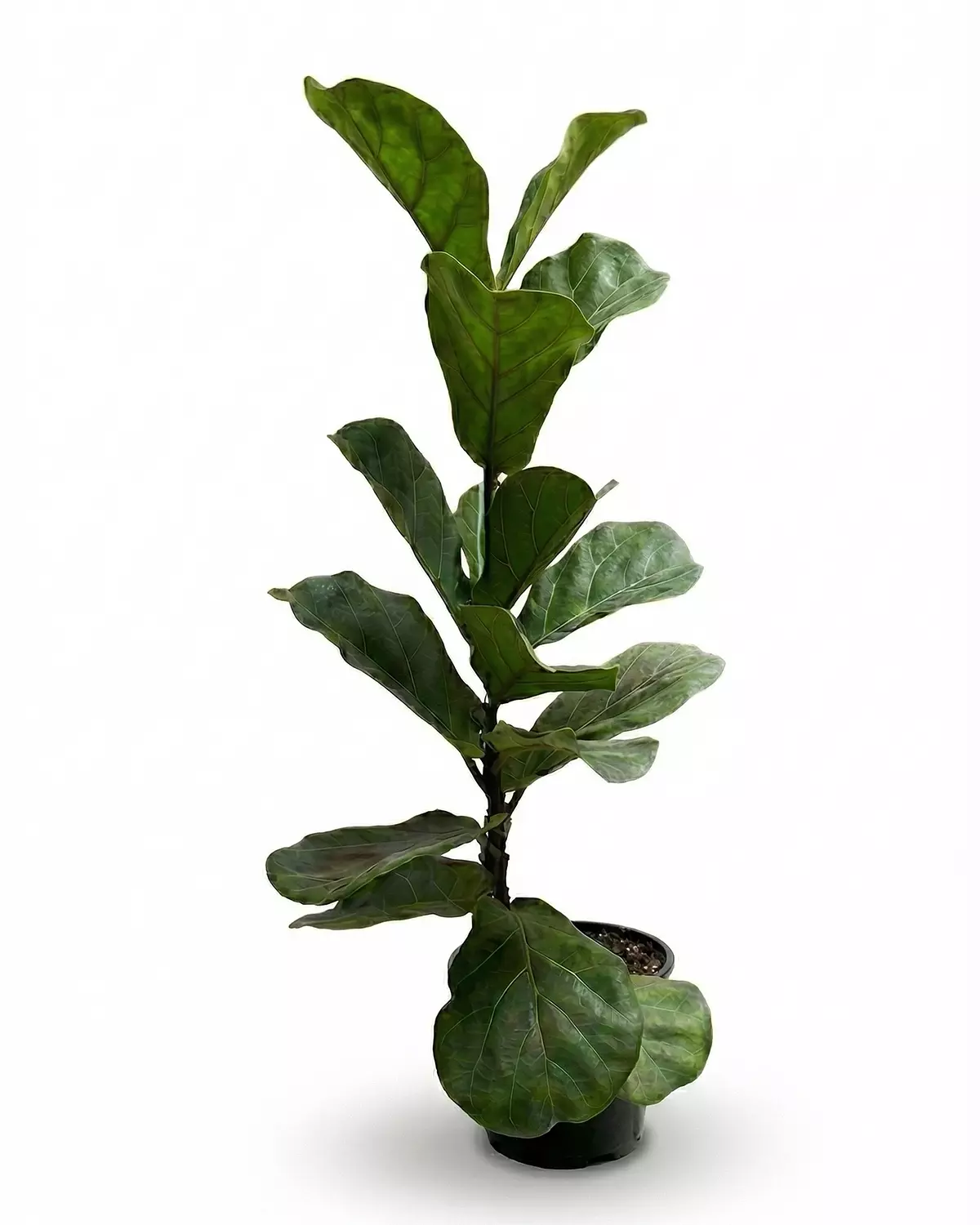 Fiddle Leaf Fig 3