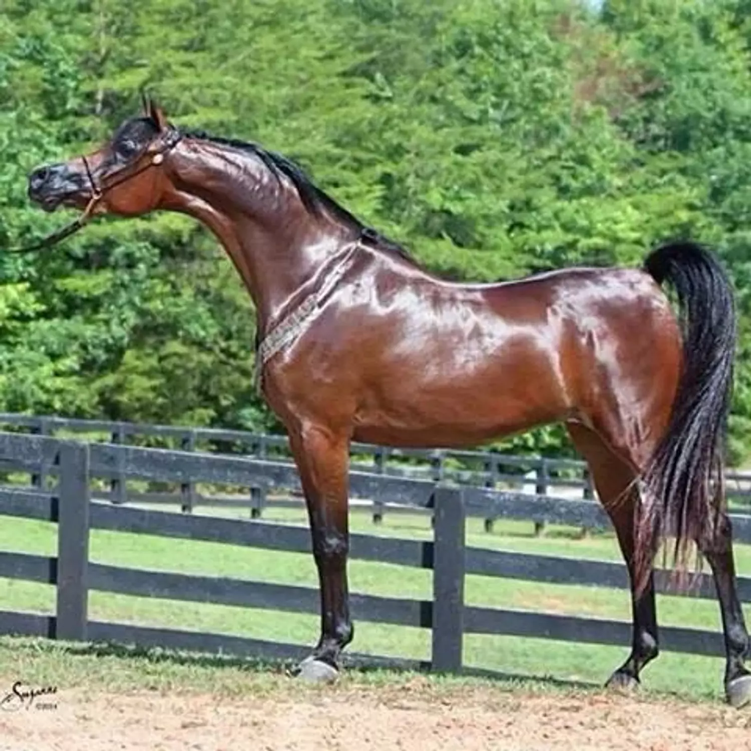 🎖️🌐Darley Arabian: The Arabian Equestrian Legend That Changed the World. 4
