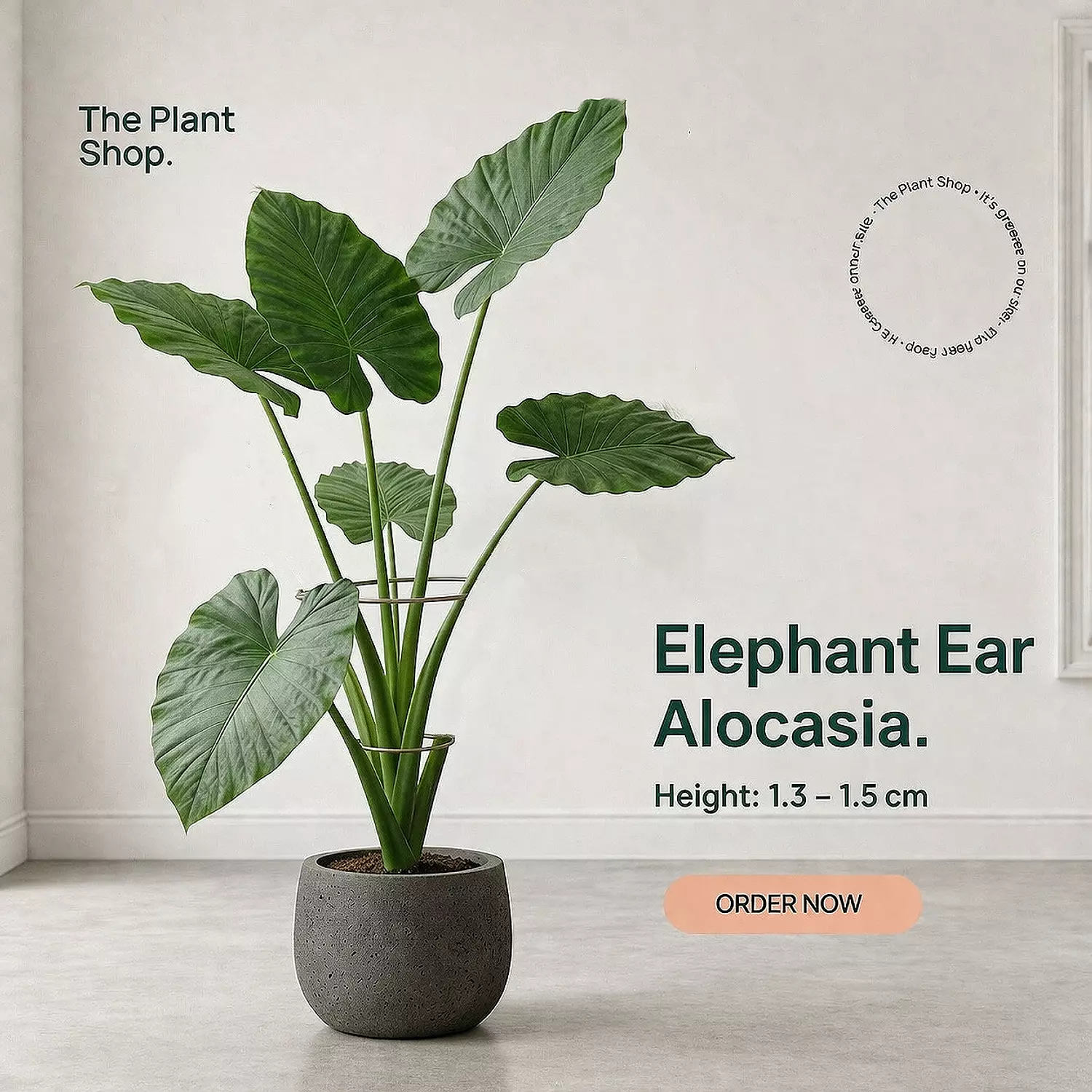 Elephant Ear Alocasia image