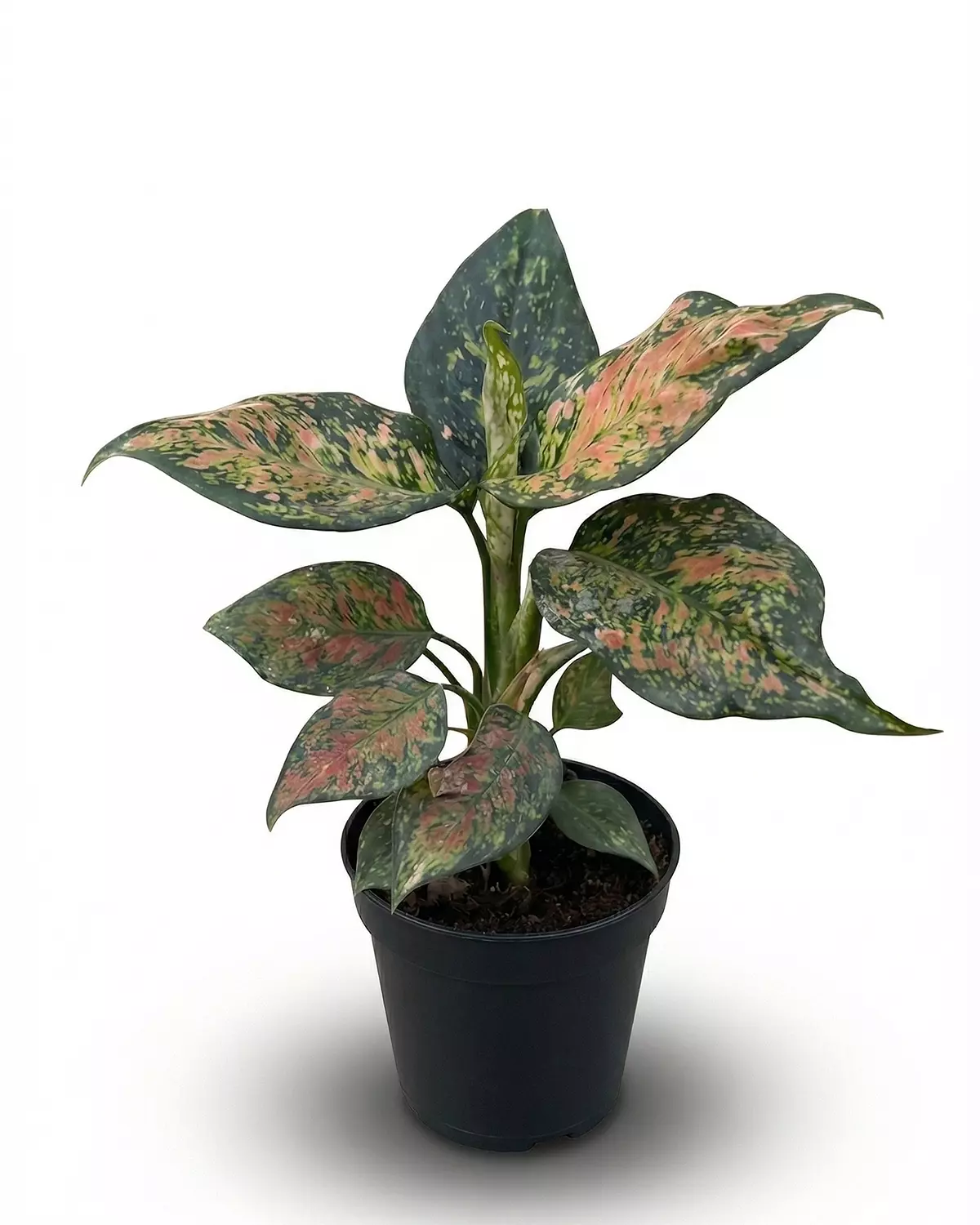 Aglaonema ‘Pink Splash’ 1