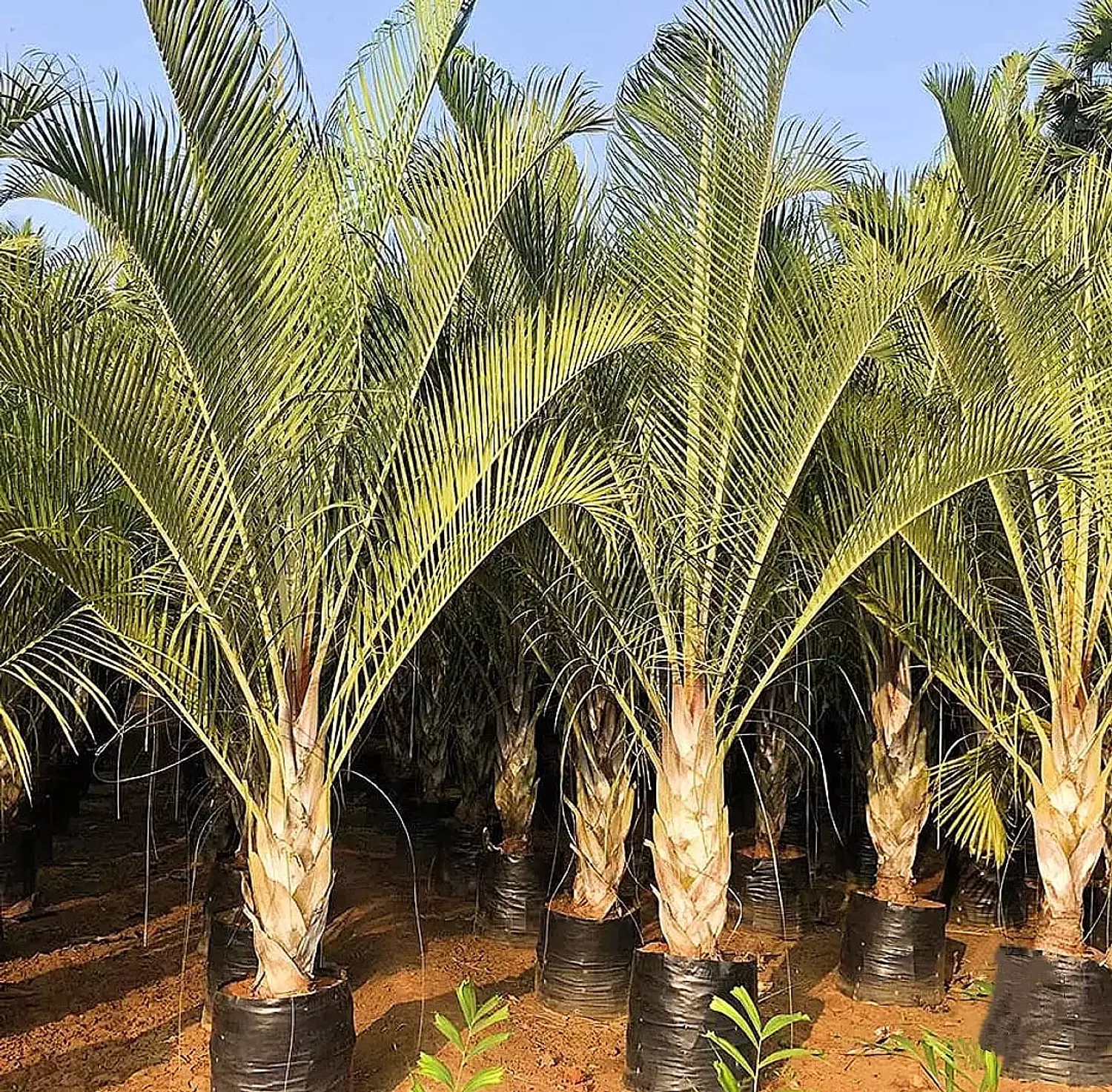 Triangle Palm ( Decaryi ) 1