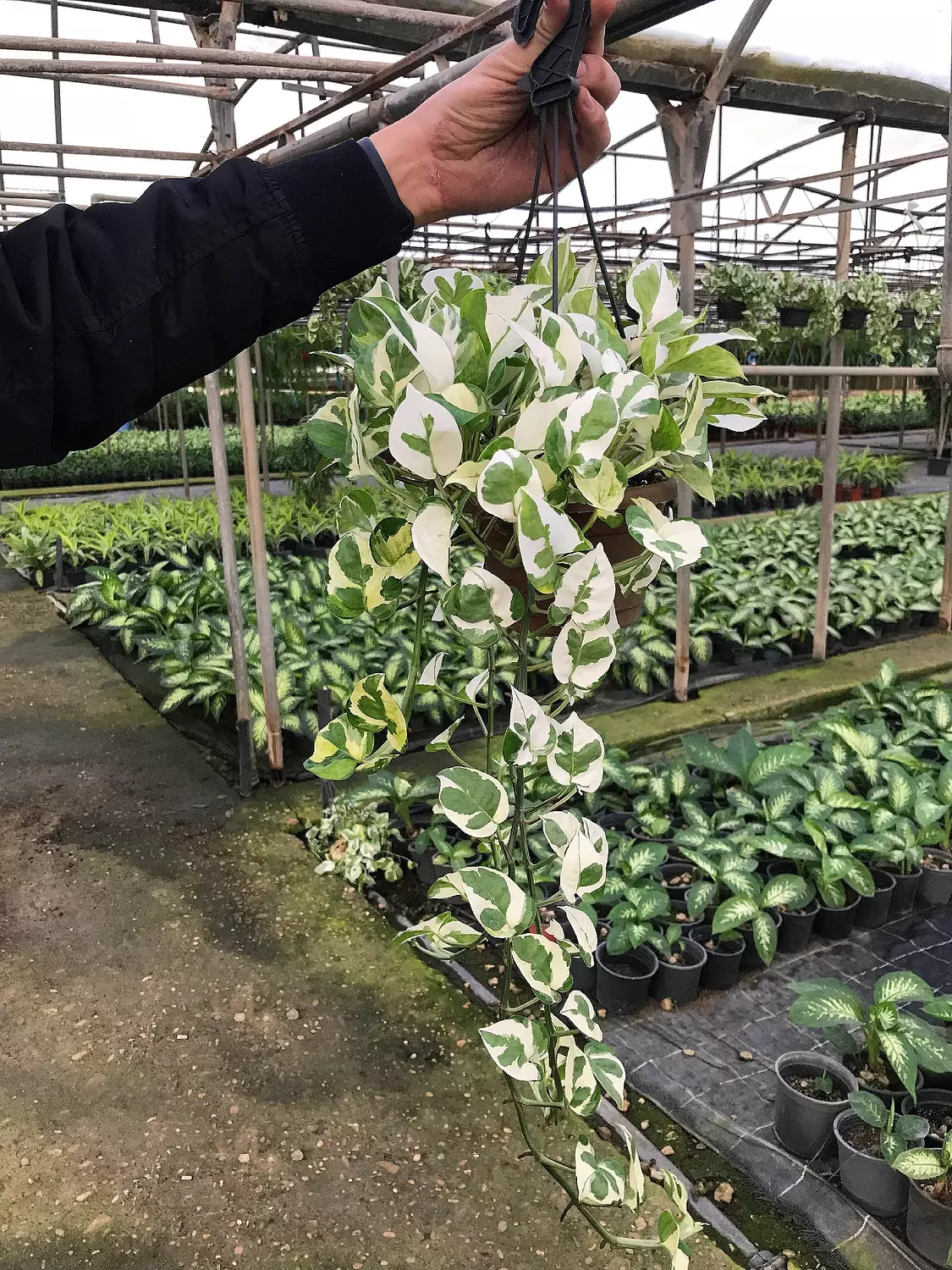 Hanging White Pothos  hover image