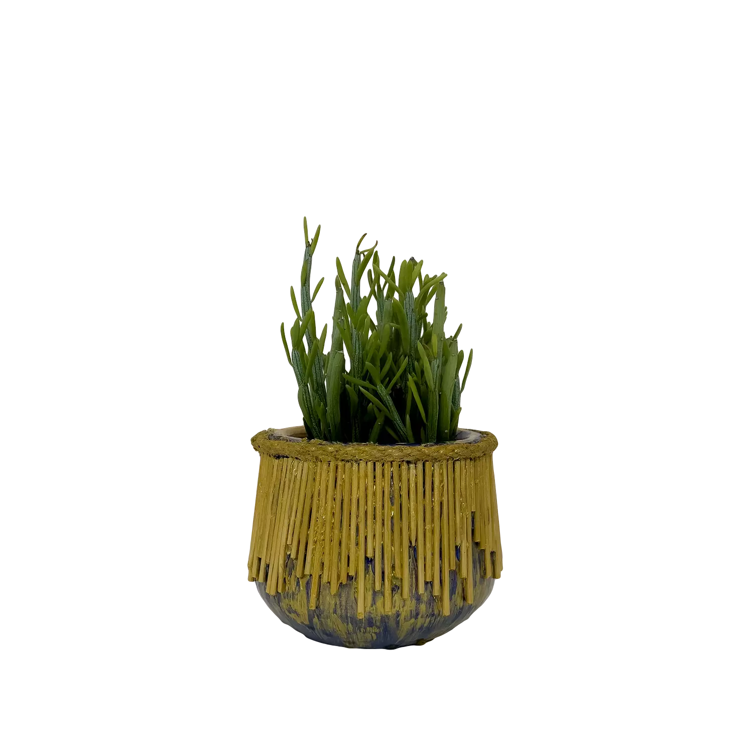 Senecio Anteuphorbium - Sound Wave image