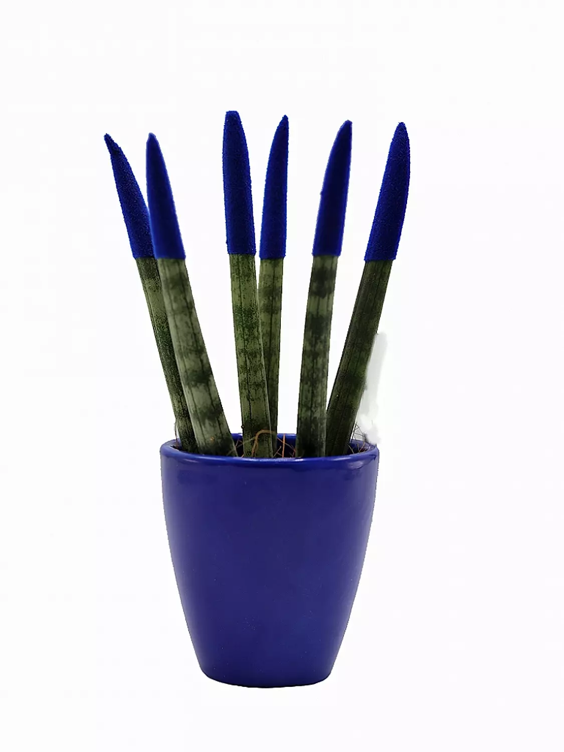 Spear Sansevieria 10